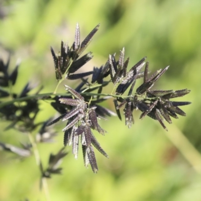 Eragrostis cilianensis