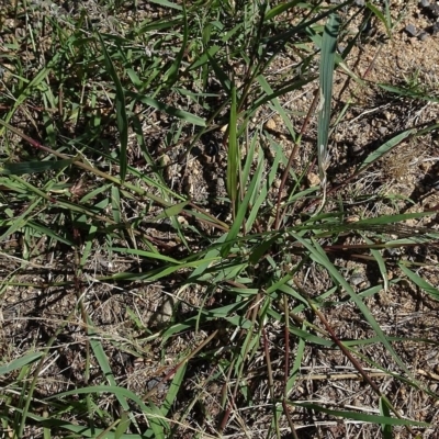 Eragrostis cilianensis