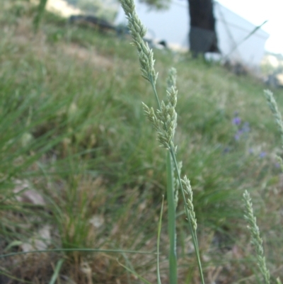 Eragrostis elongata