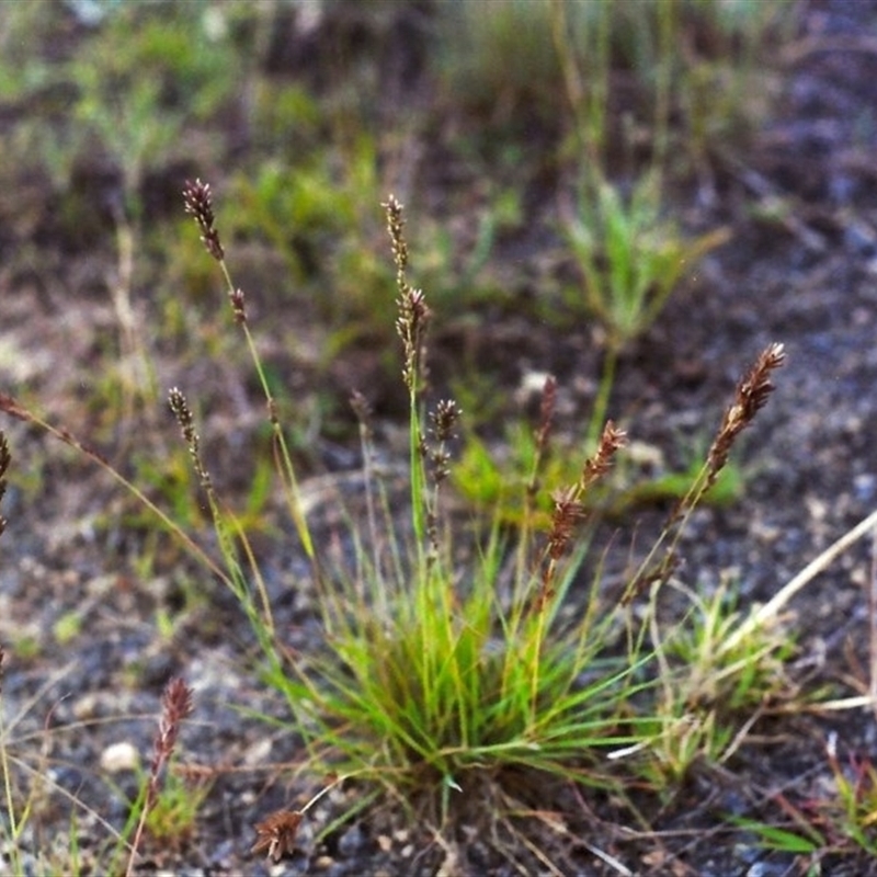 Eragrostis elongata