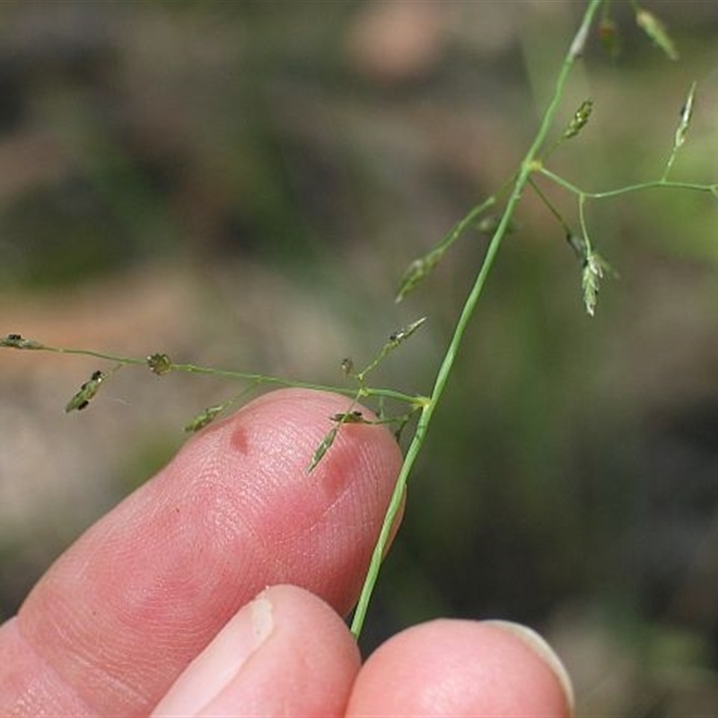 Eragrostis leptostachya