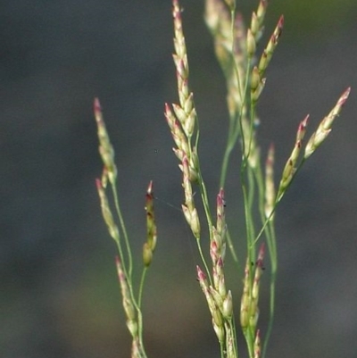 Eragrostis pilosa