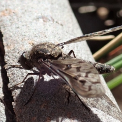 Aleucosia sp. (genus)