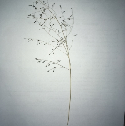 Eragrostis sp.