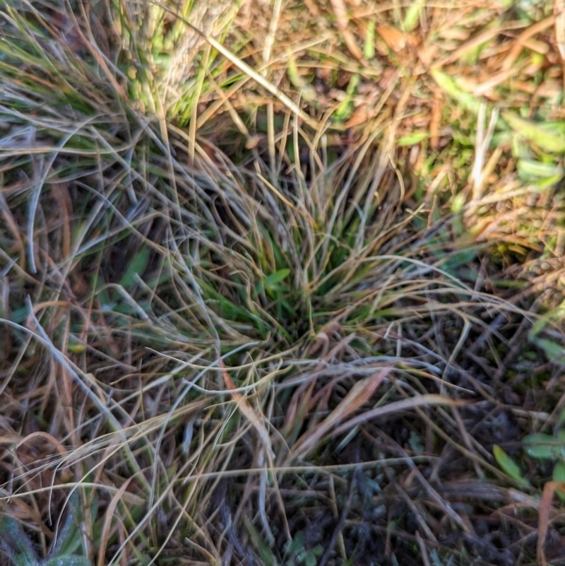 Eragrostis sp.