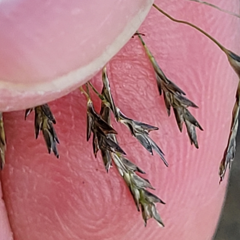 Eragrostis tenuifolia