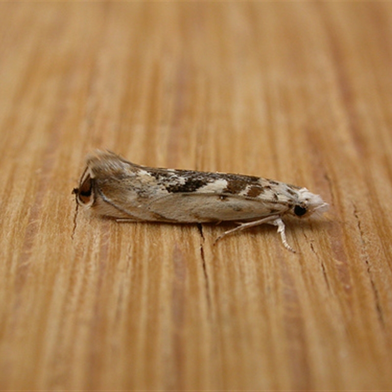 Erechthias mystacinella