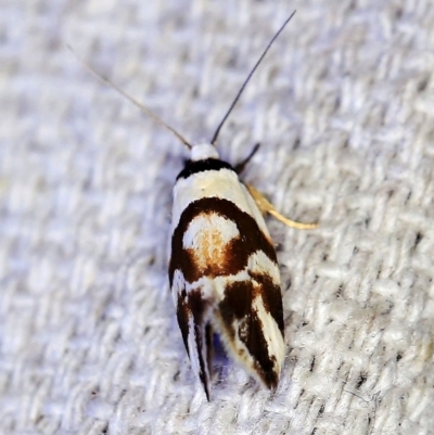 Eremnotypa steriphota