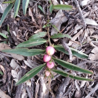 Eremophila debilis