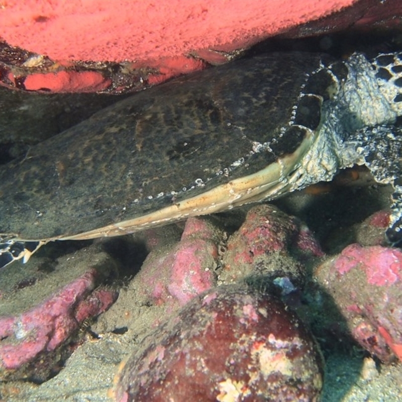 Eretmochelys imbricata