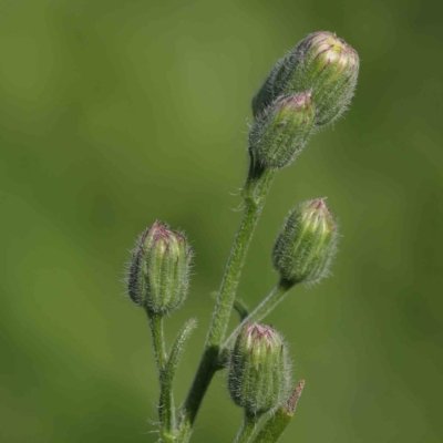 Erigeron bonariensis