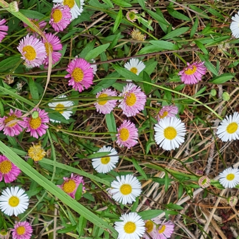 Erigeron karvinskianus