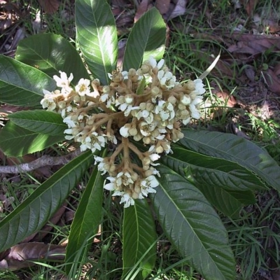 Eriobotrya japonica