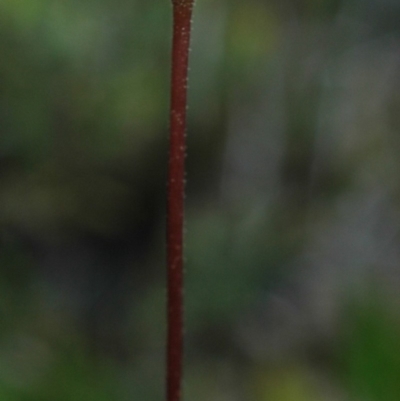 Eriochilus autumnalis