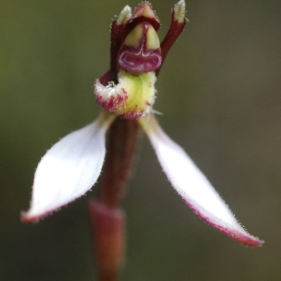 Eriochilus autumnalis