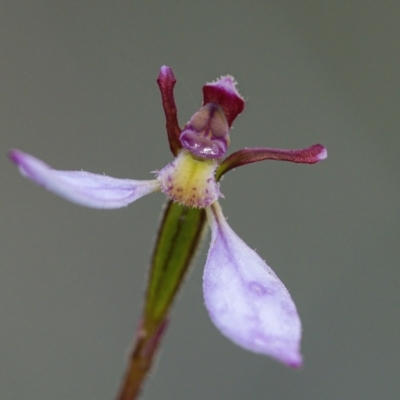 Eriochilus cucullatus