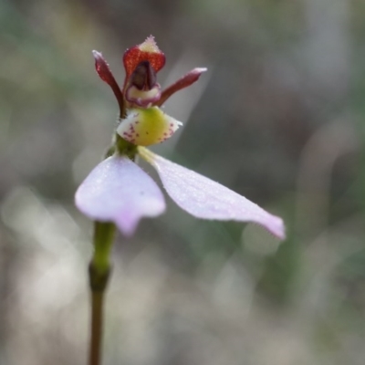 Eriochilus cucullatus