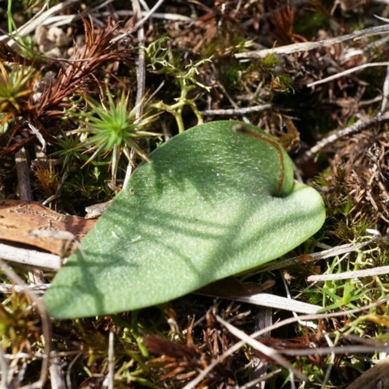 Eriochilus cucullatus