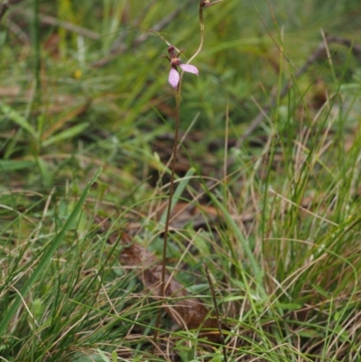 Eriochilus magenteus