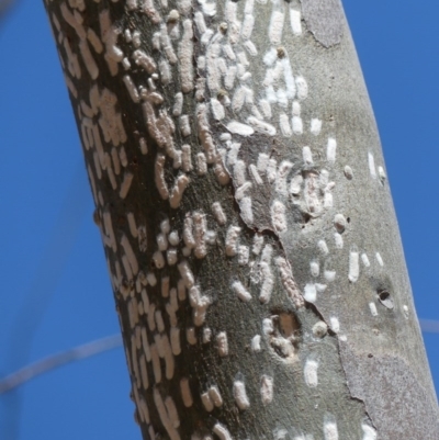 Eriococcidae sp. (family)