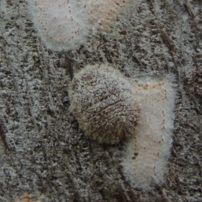 Eriococcidae sp. on Eucalyptus blakelyi