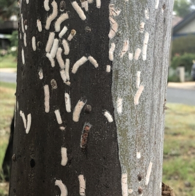 Eriococcidae sp. on Eucalyptus blakelyi