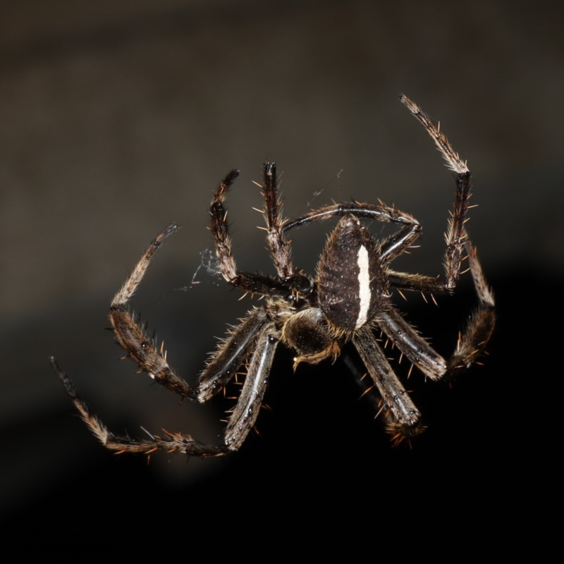 Eriophora biapicata
