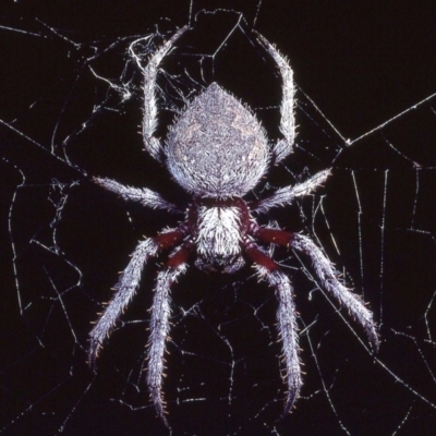 Hortophora sp. (genus)