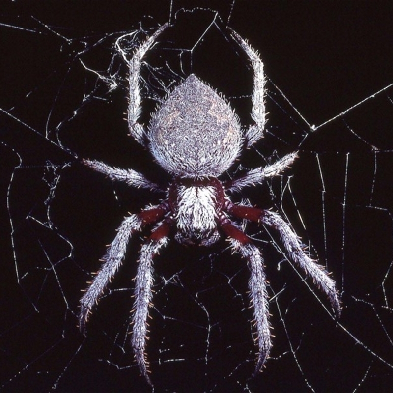 Hortophora sp. (genus)