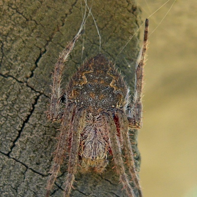 Male