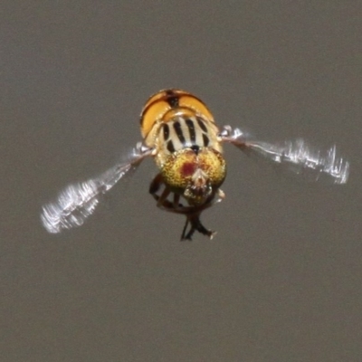 Eristalinus punctulatus