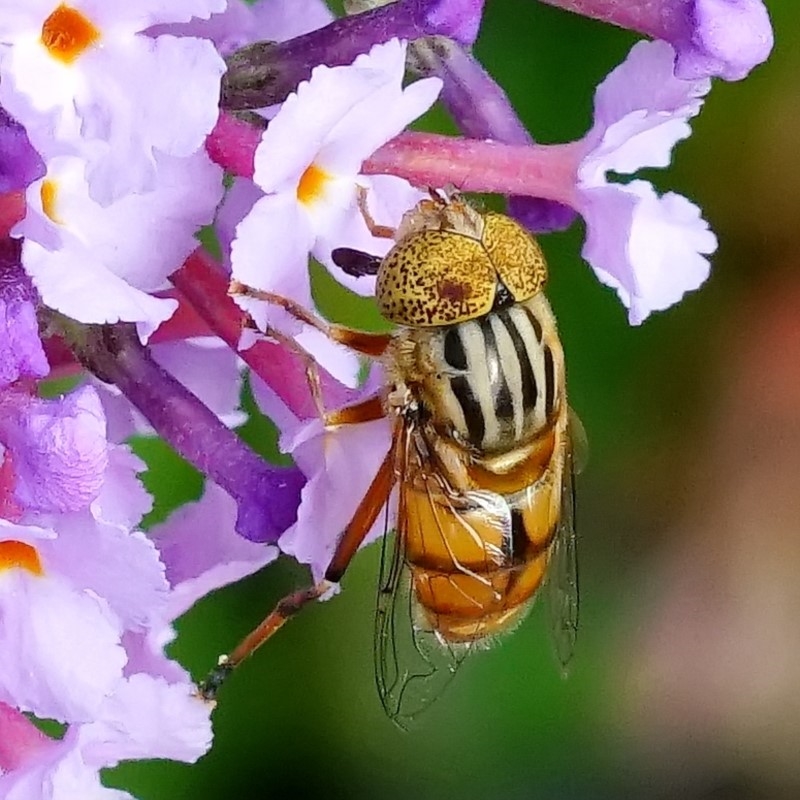 Eristalinus sp. (genus)