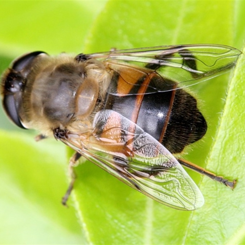 Eristalis tenax