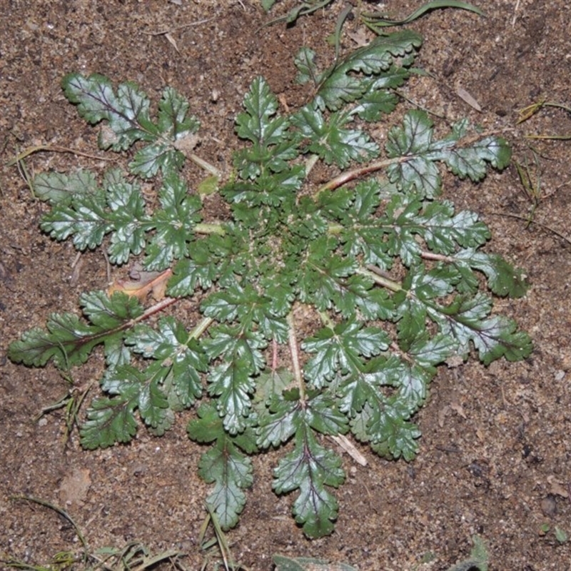 Erodium botrys