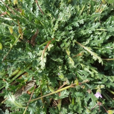 Erodium brachycarpum