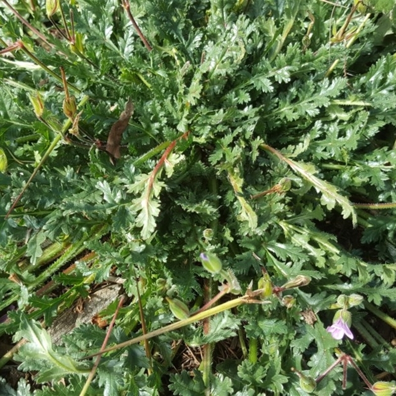 Erodium brachycarpum