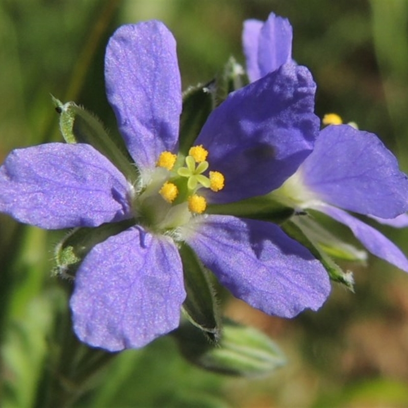 Erodium crinitum