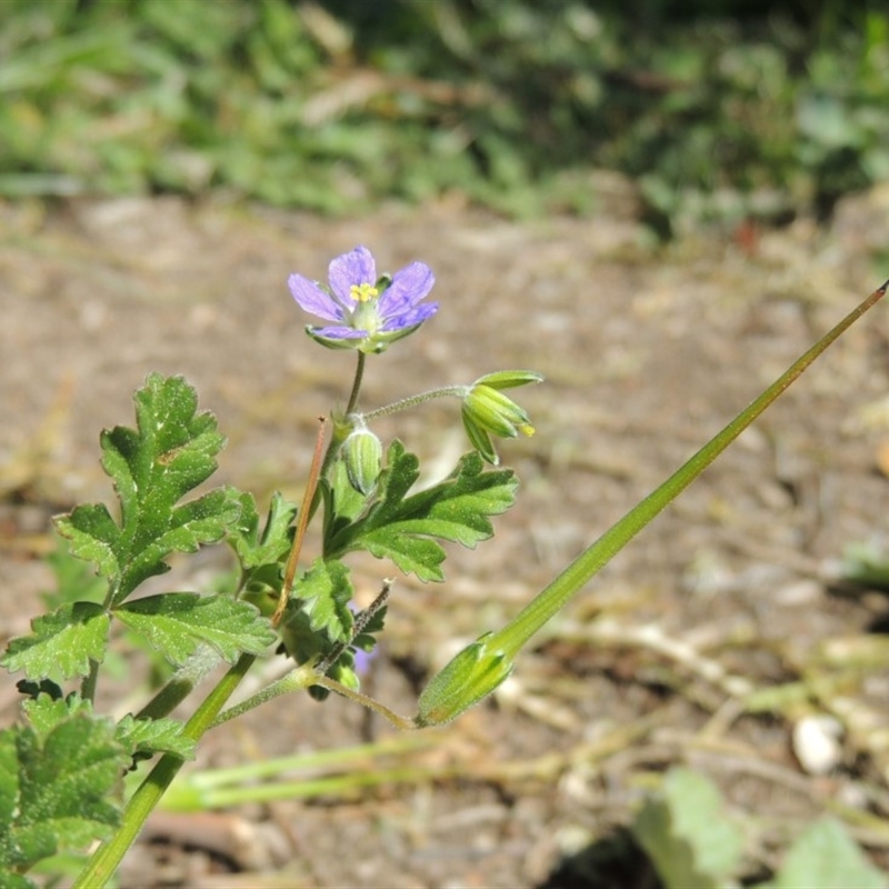 Erodium crinitum