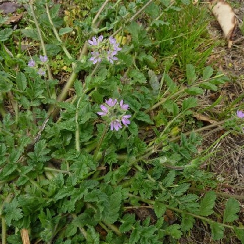 Erodium moschatum