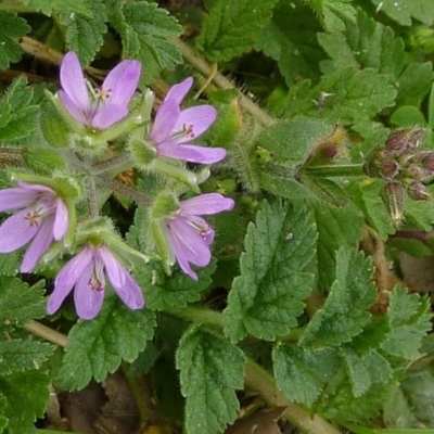 Erodium moschatum