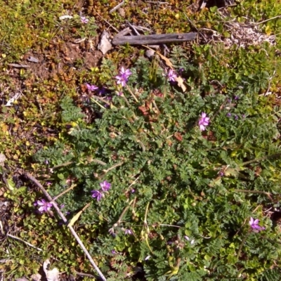 Erodium sp.