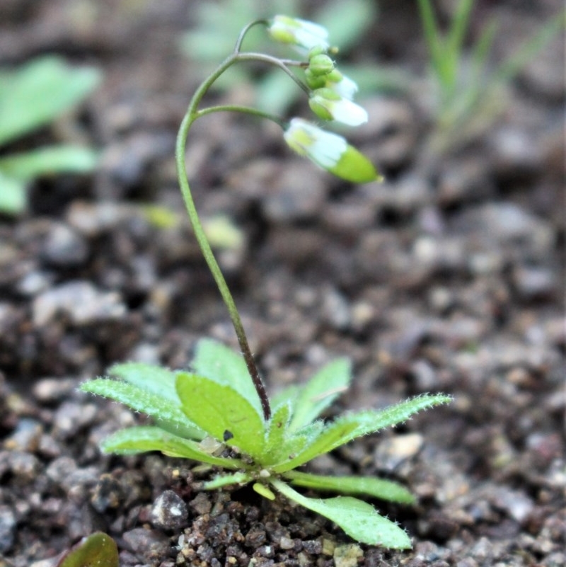 Erophila verna subsp. verna