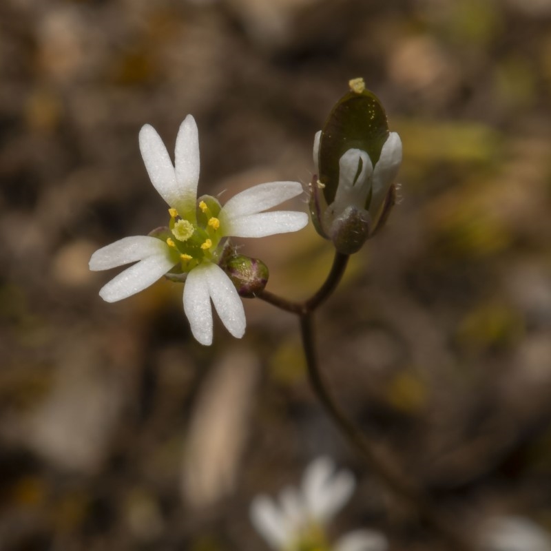 Erophila verna subsp. verna