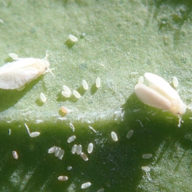 Aleyrodidae sp. (family)