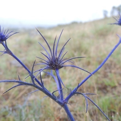 Eryngium ovinum