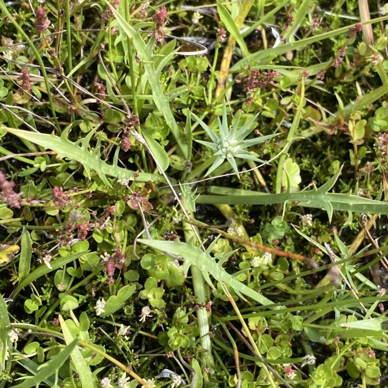 Eryngium vesiculosum