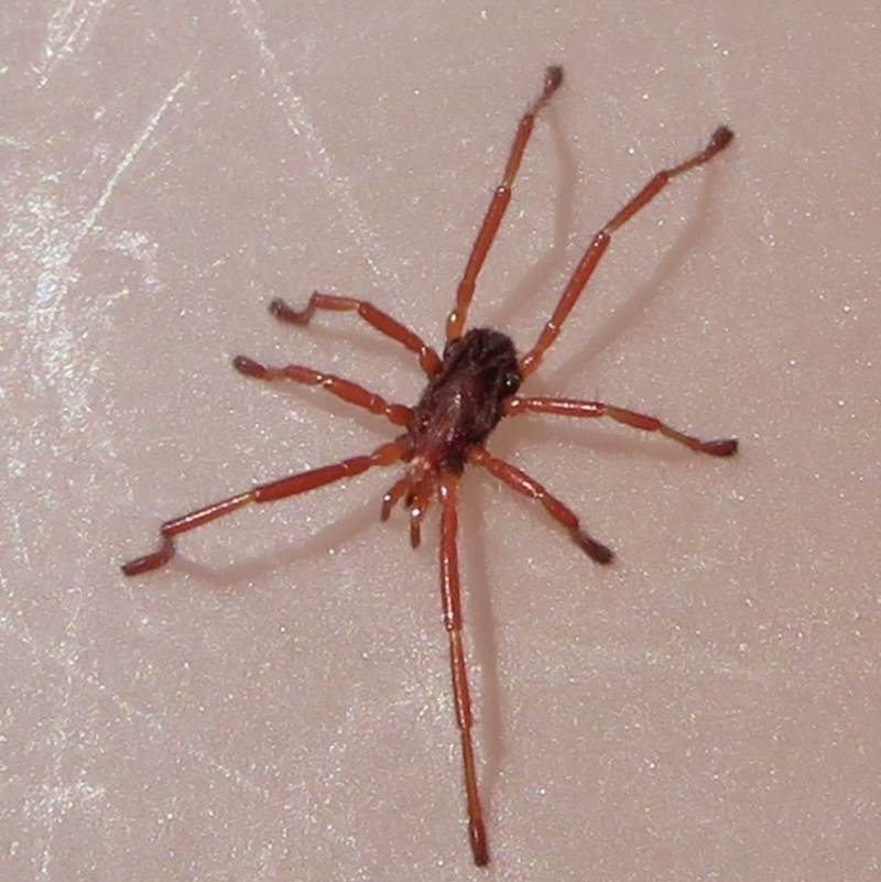 Erythraeidae (family)