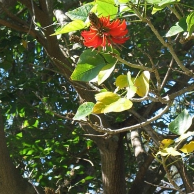 Erythrina x sykesii