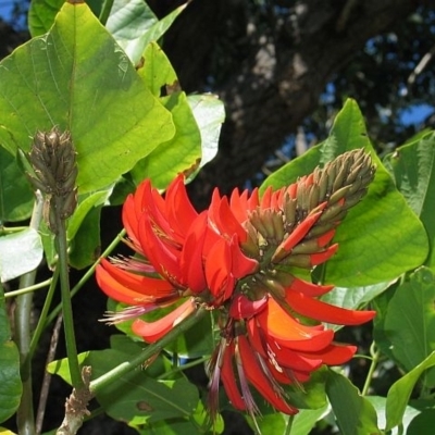 Erythrina x sykesii