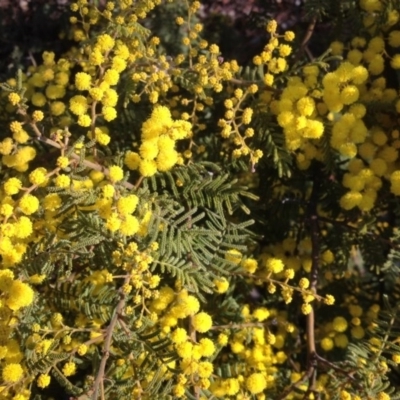 Acacia cardiophylla